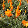 California Poppies