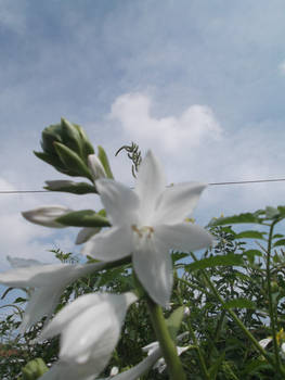 pretty flowers in my backyard