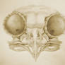 Owl Skull