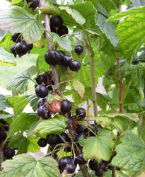 Blackcurrant small