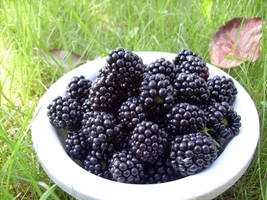 Blackberries