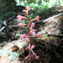 Cascade Orchid