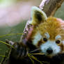 Red Panda