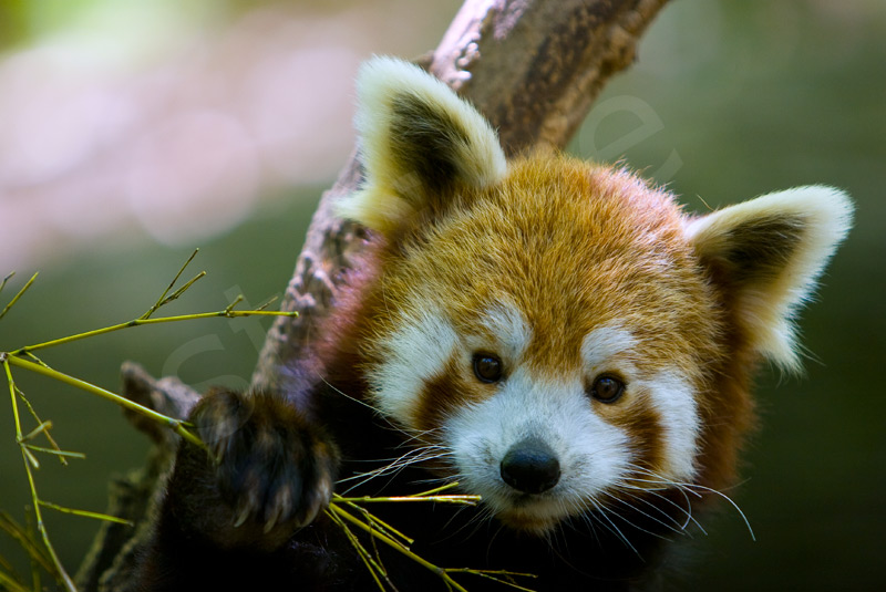 Red Panda