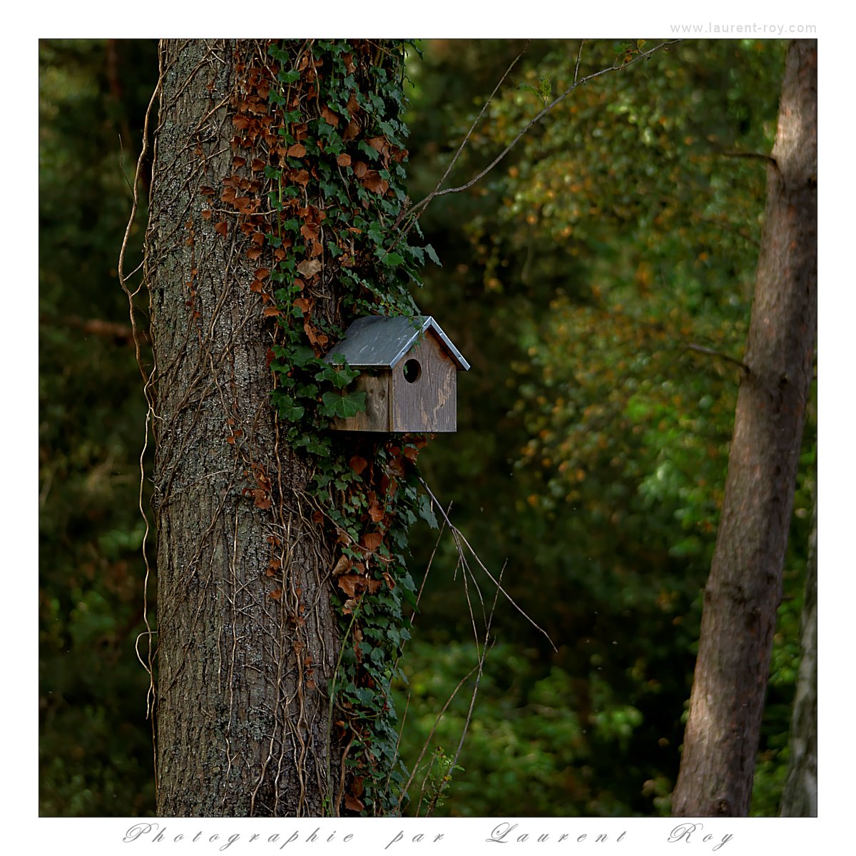 Cute bird house