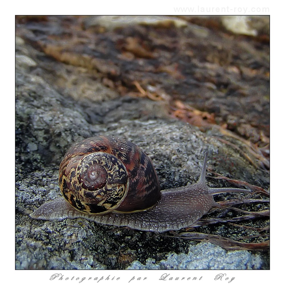 Quiet snail