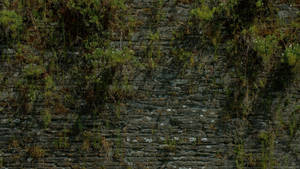Wall WallPaper 1920x1080