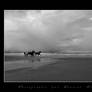 Running horses on the beach