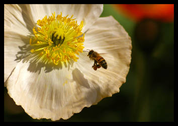 Poppy Bee