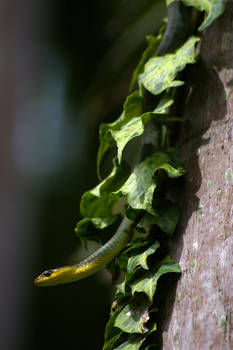 Dendrelaphis punctulata