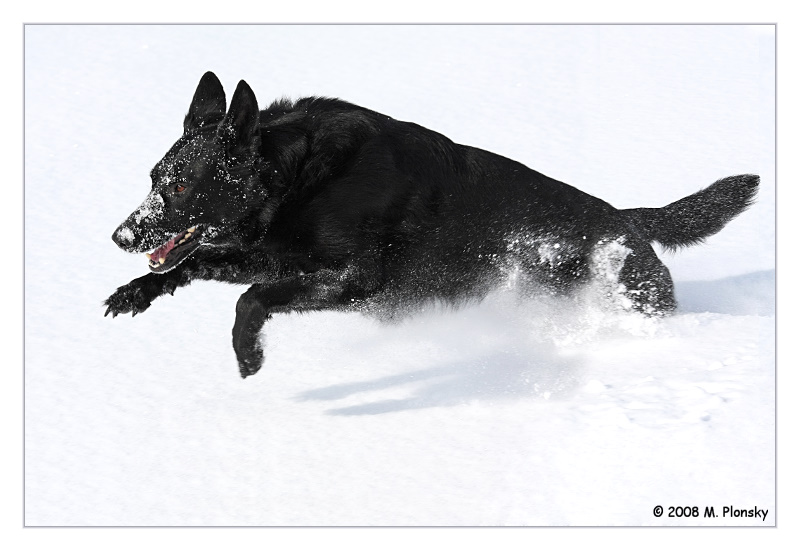 Cree Running in the Snow