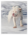 Betty Flying Through Snow by mplonsky