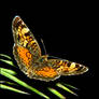 Pearl Crescent Butterfly