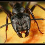 Ant Portrait