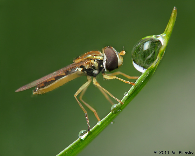 Hoverfly and Water Drops