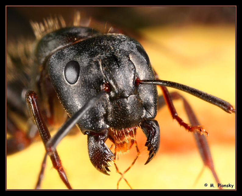 Black Ant with Jaws Wide Open