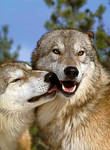 Wolf Kiss by Wolf-Lovers