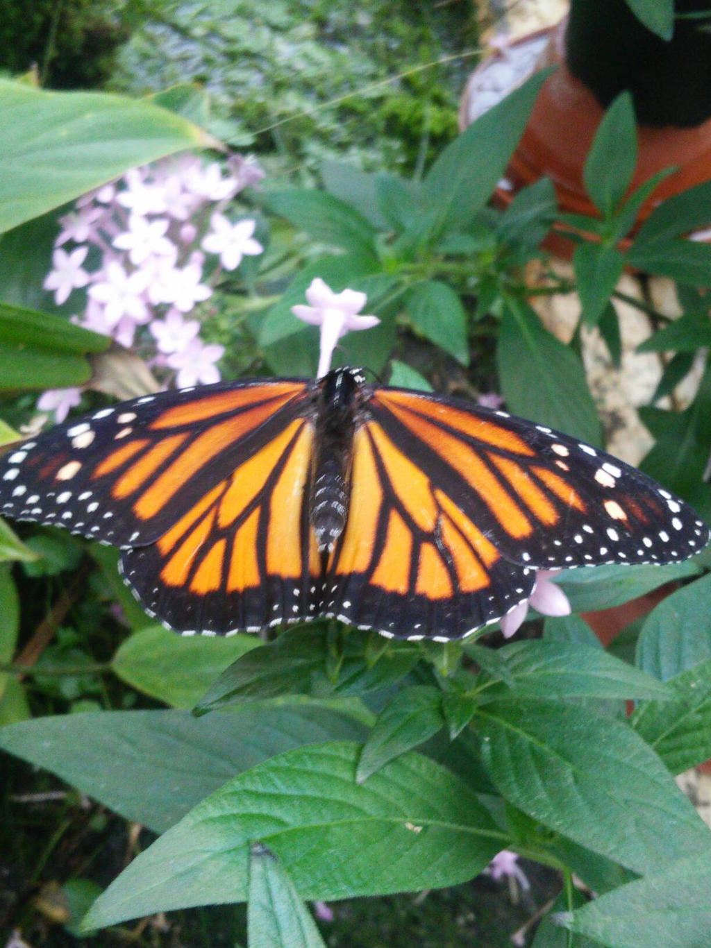 Danaus plexippus