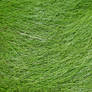 Grass Texture