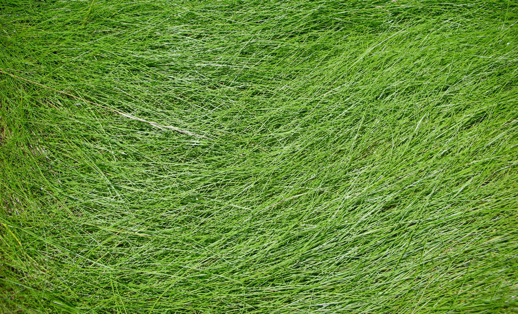 Grass Texture by Jshei