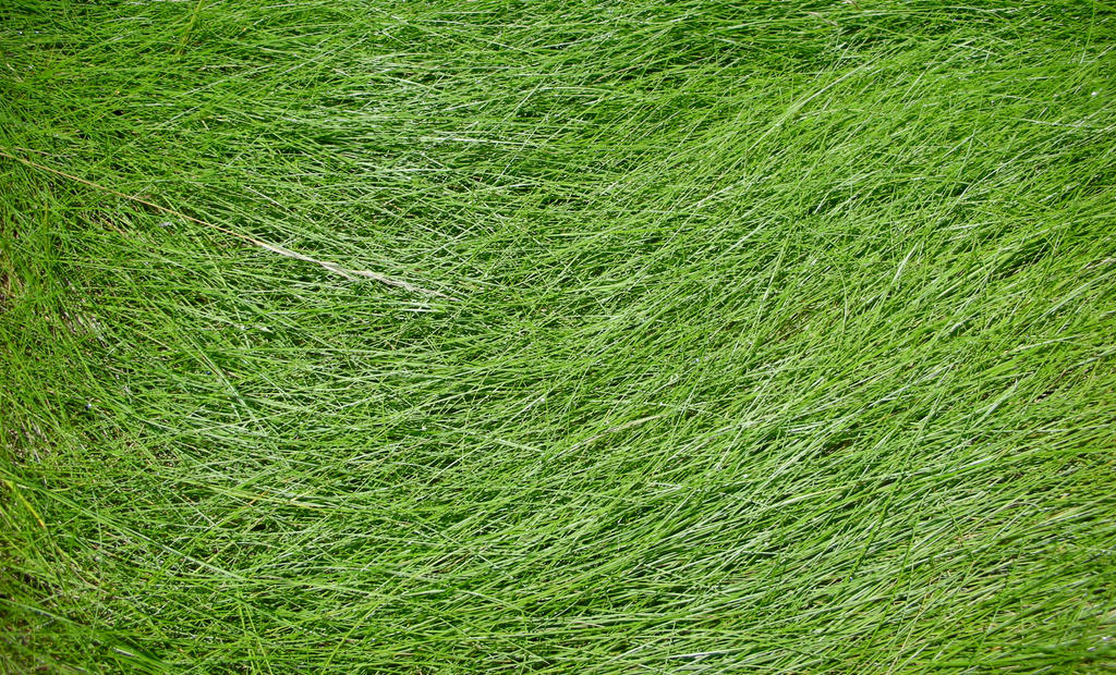 Grass Texture