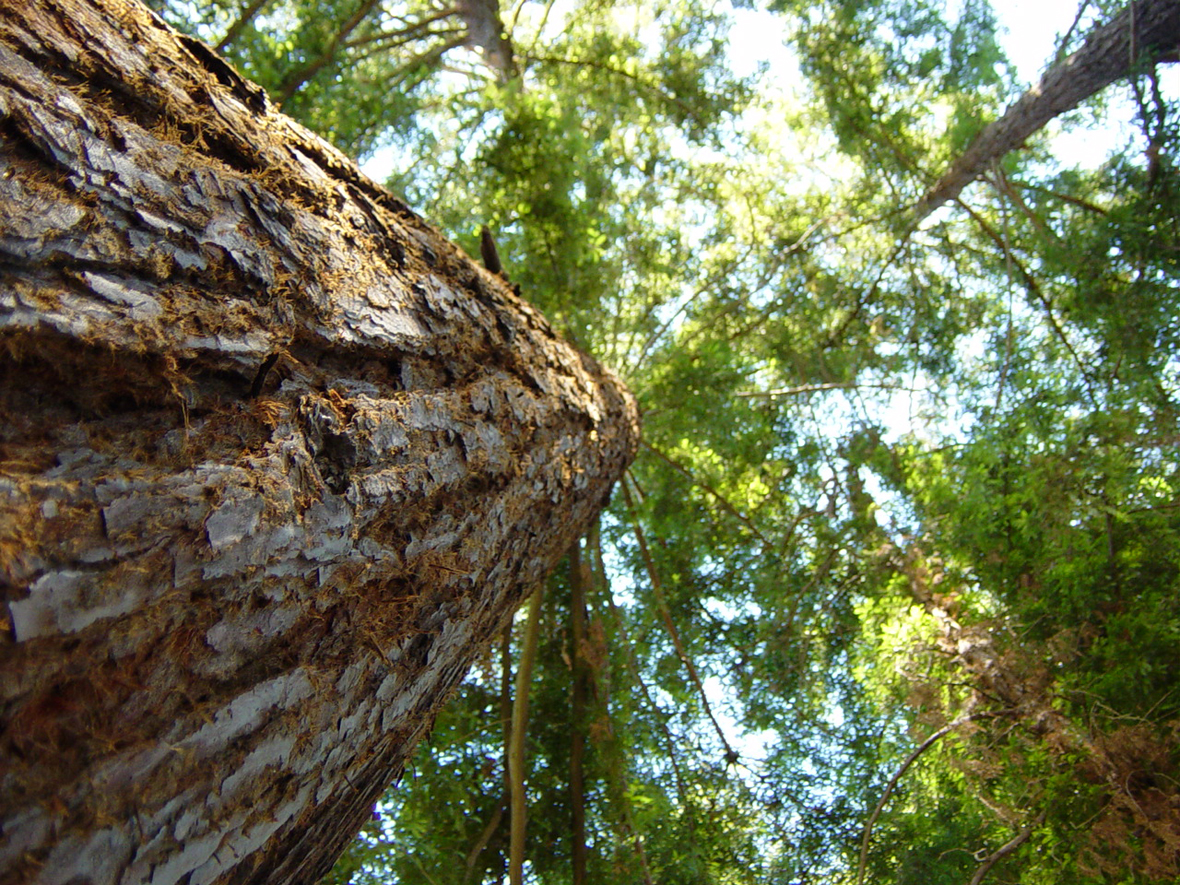 Up a Tree