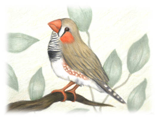 Zebra Finch