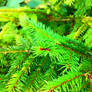 Young fir