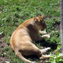 Lioness_2