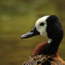 White-faced whistling duck