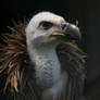 Vulture