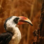 Von der Decken's Hornbill