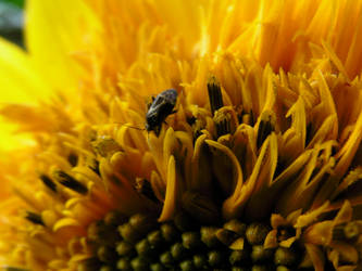 bug on a sunflower
