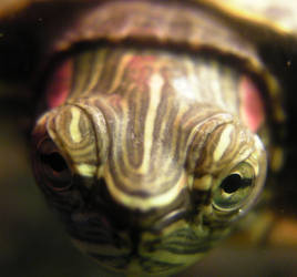 red eared slider's stare