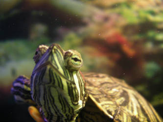 red eared slider looking up