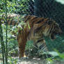 Amur Tiger