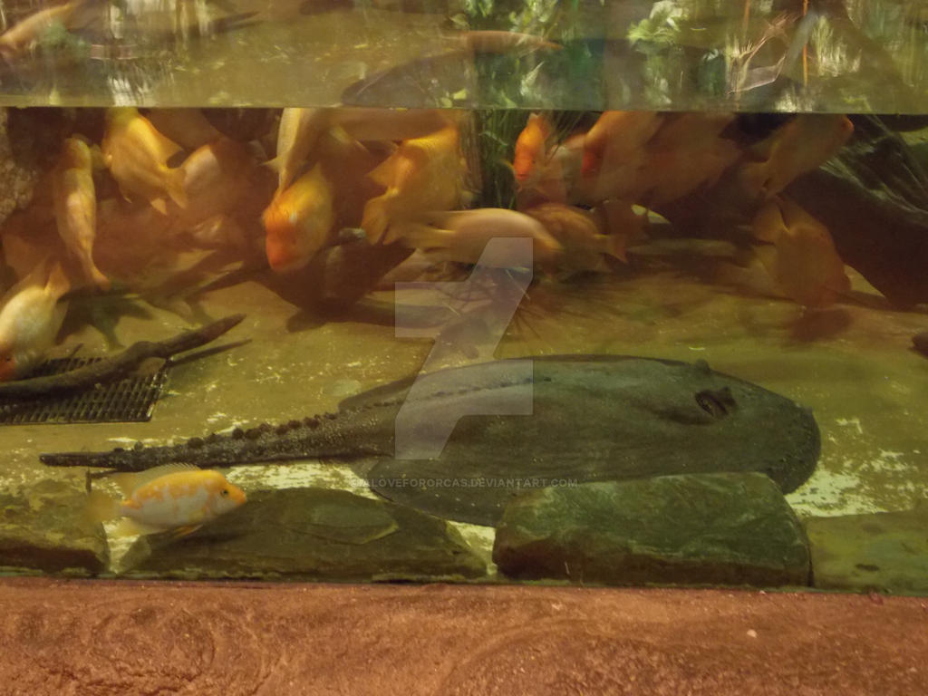 Big Ray by ALoveForOrcas on DeviantArt