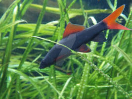 Red Tail Shark Minnow