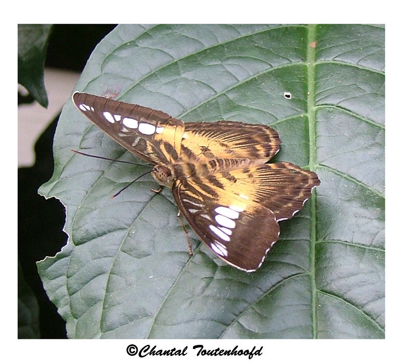 Leaf butterfly