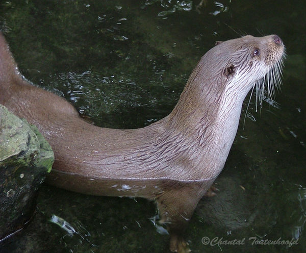 Eurasian otter