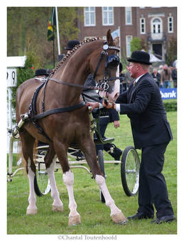 A horse with an opinion