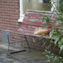 Kitty Sleeping on a bench