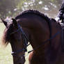 Friesian Braids