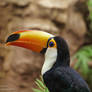 Toucan Close Up