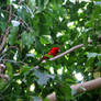 Brazilian Tanager (Male)