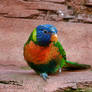 Young Lorikeet