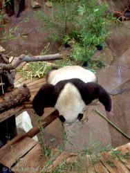 Lazy Panda