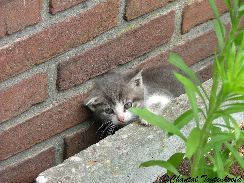 stray kitten hiding