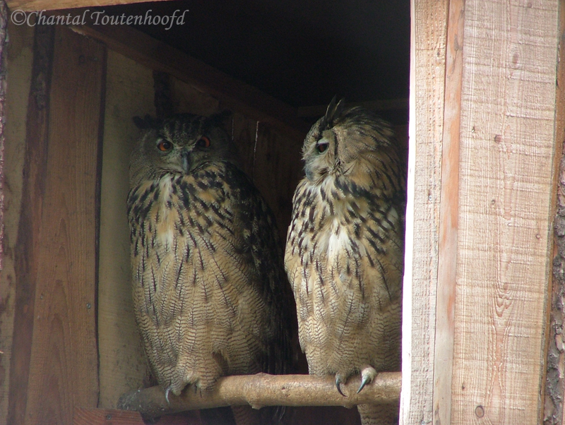 2 Eagle Owls