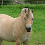 Fjord horse